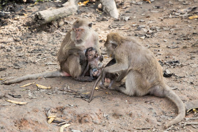 Long-tailed macaques with infants on field at zoo