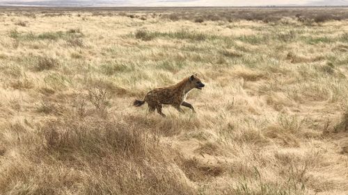 High angle view running of hyena on field