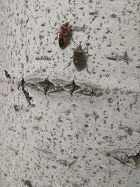 Close-up of ladybug on sand
