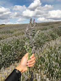 Cropped hand holding flowers on field