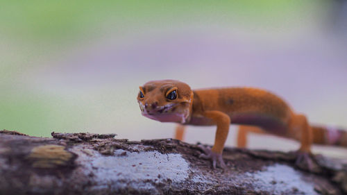 Close-up of lizard on rock