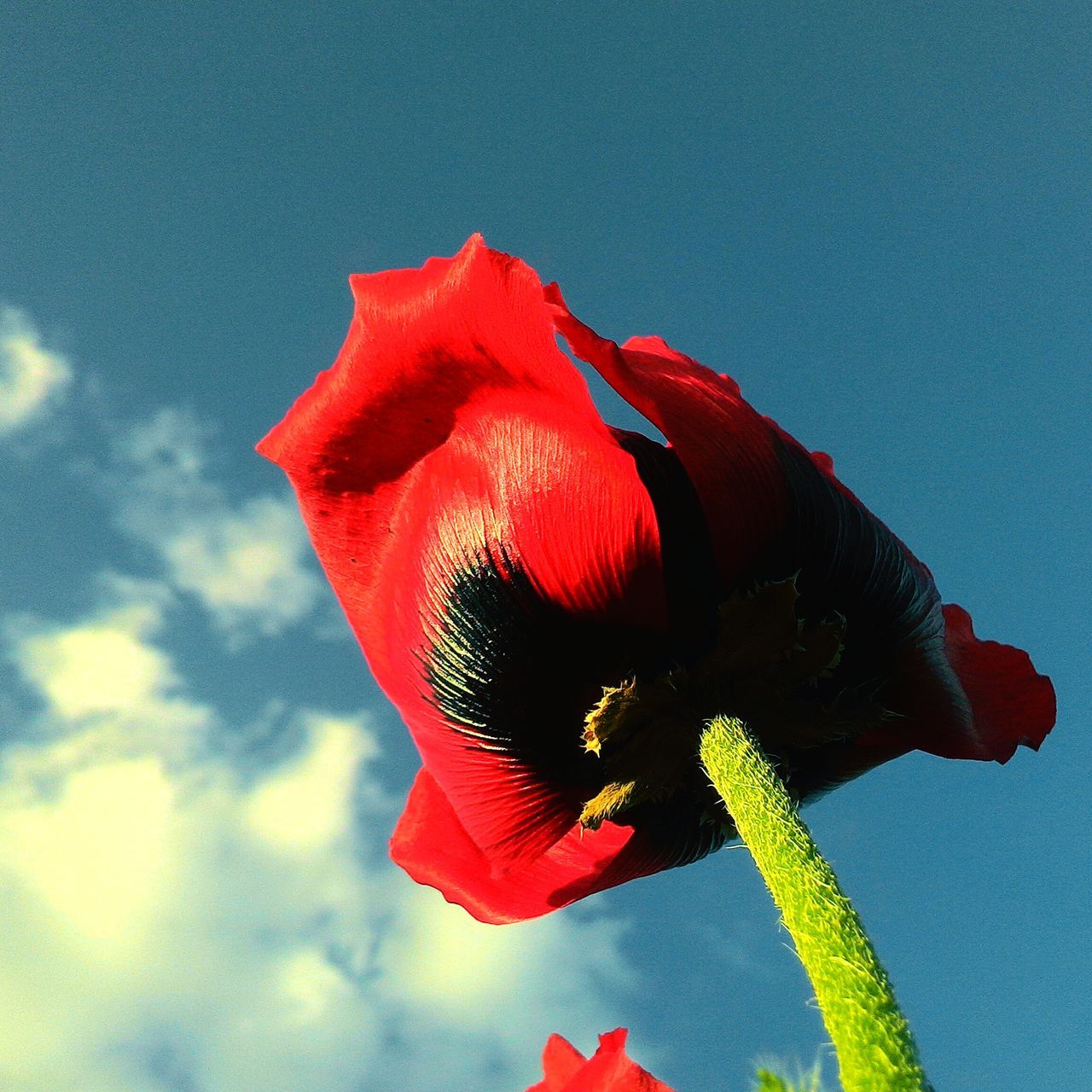 red, low angle view, sky, blue, close-up, flower, nature, beauty in nature, wind, growth, single flower, day, outdoors, plant, no people, stem, fragility, sunlight, petal, flower head