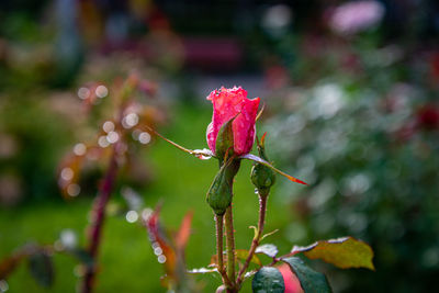 Close-up of pink rose plant