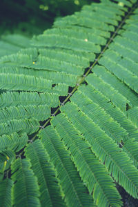 Close-up of fern leaves