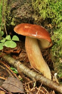 Close-up of mushroom growing on field