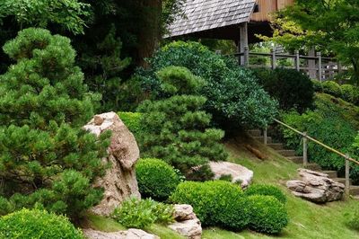 Trees and plants growing in front of building