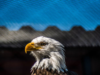 Close-up of eagle against blurred background