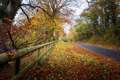 Road amidst trees in forest during autumn