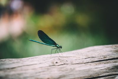 Close-up of dragonfly on leaf