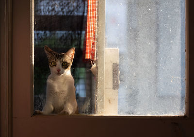 Portrait of cat sitting on window sill