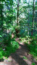 Trees in forest