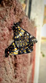 Close-up of butterfly on flower