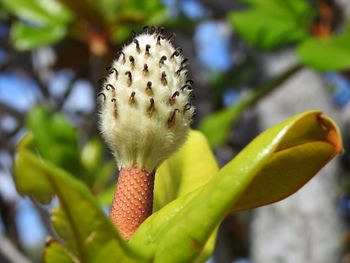 Close-up of flower on plant