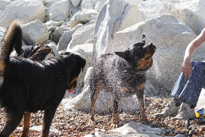 Wet dogs shaking off water at beach 