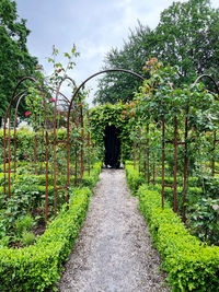 Footpath amidst trees