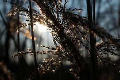 Close-up of plants against trees