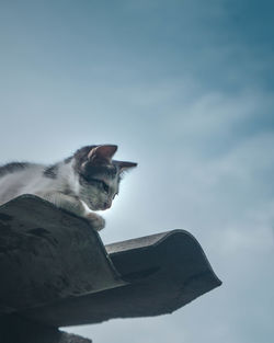 Low angle view of a cat on roof against sky