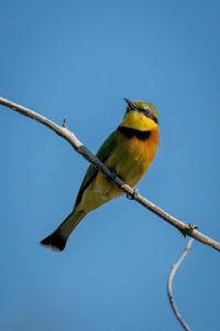 Little bee-eater on dead branch turns head