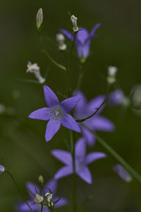 Close-up of purple flowering plant