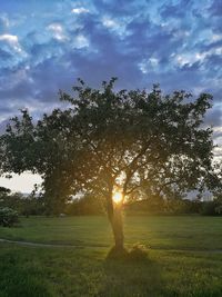 Trees on field against sky
