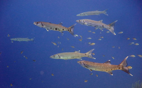 Fish swimming in sea