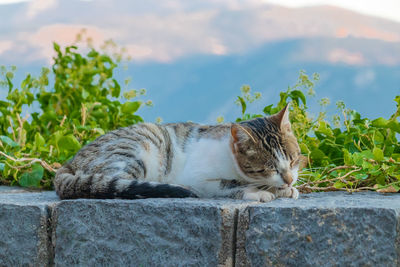 Cat resting on retaining wall against plants