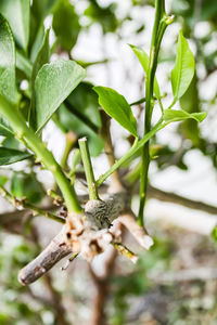 Close-up of flower