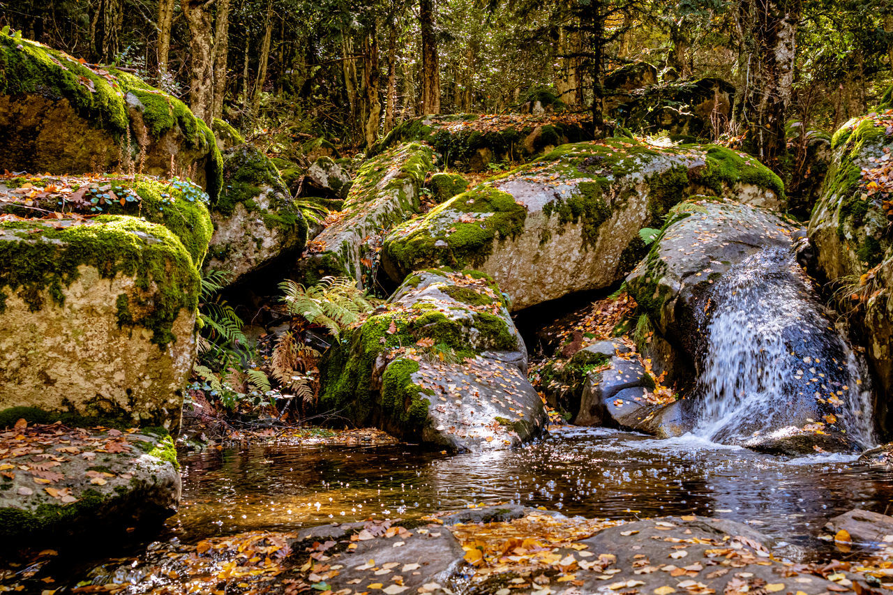 stream, water, nature, autumn, plant, tree, forest, beauty in nature, woodland, wilderness, leaf, rock, no people, tranquility, river, land, natural environment, water feature, scenics - nature, flowing water, growth, day, body of water, creek, moss, tranquil scene, outdoors, flowing, non-urban scene, environment, watercourse, waterfall, motion, reflection, green, pond, landscape