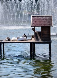 View of bird on wooden post in lake