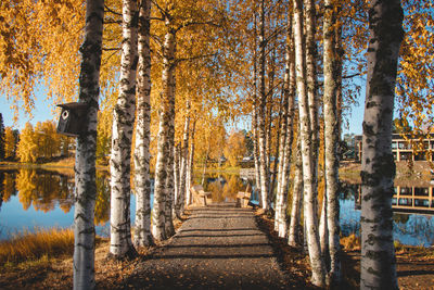 Leaves glow orange colour above path lead to the table. place to rest  in sotkamo, kainuu, finland.