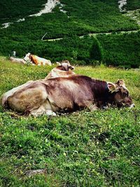 Cows on field