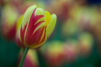 Close-up of tulip