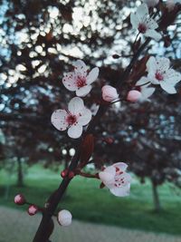 Close-up of cherry blossoms in spring