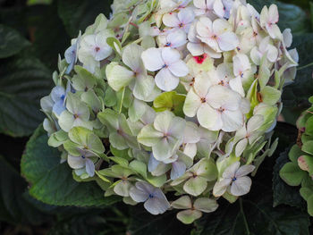 Close-up of purple hydrangea flowers