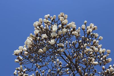 Low angle view of flowering plant against clear blue sky