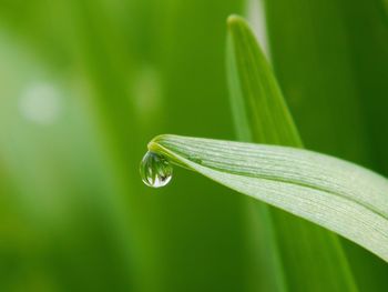 Close-up of water drops on grass