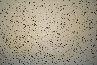 Low angle view of birds flying in the sky