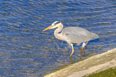 Side view of a bird on beach