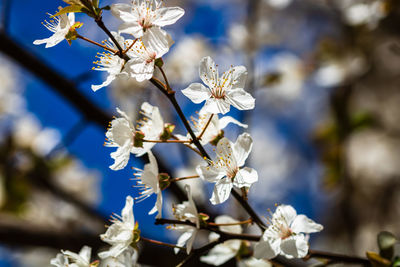 Close-up of white cherry blossom tree