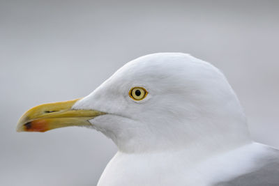 Close-up of herring gull in stockholm