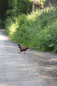 Side view of horse running on road