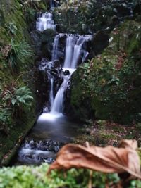 Scenic view of waterfall in forest