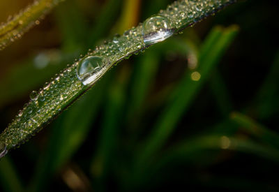 Close-up of water drops on blade of plant