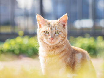 Close-up portrait of a cat