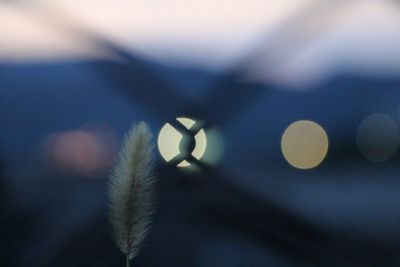 Close-up of green leaf