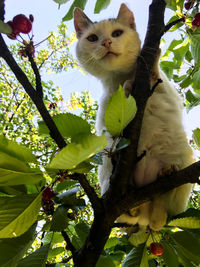 Low angle view of cat on tree