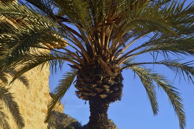 Low angle view of palm tree against sky