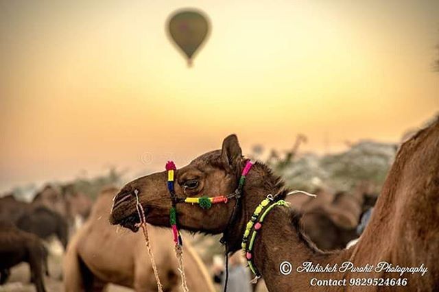 focus on foreground, animal themes, sunset, one animal, close-up, domestic animals, lifestyles, leisure activity, sky, men, headshot, beach, selective focus, outdoors, mammal, part of, holding, clear sky