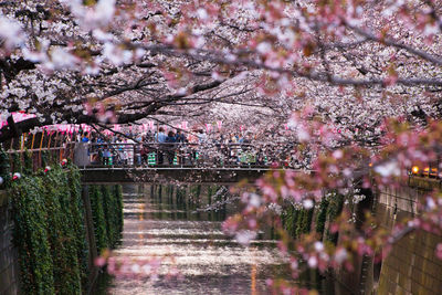 Flowers on tree