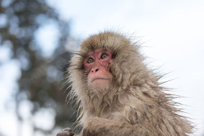 Portrait of a monkey